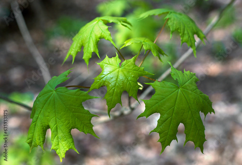 A close-up with a branch with raw Acer saccharum leaves
