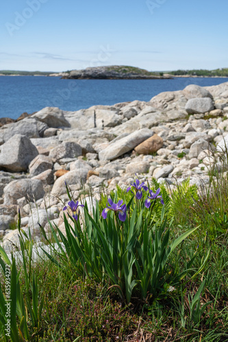 Wild Iris flowers on the rocky coastline by the Atlantic Ocean, Dr. Bill Freedman Nature Preserve, Nature Conservancy of Canada, Nova Scotia, Canada, North America photo