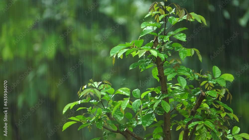 Tree branch with green foliage and heavy rain Tree branch with green foliage and heavy rain
