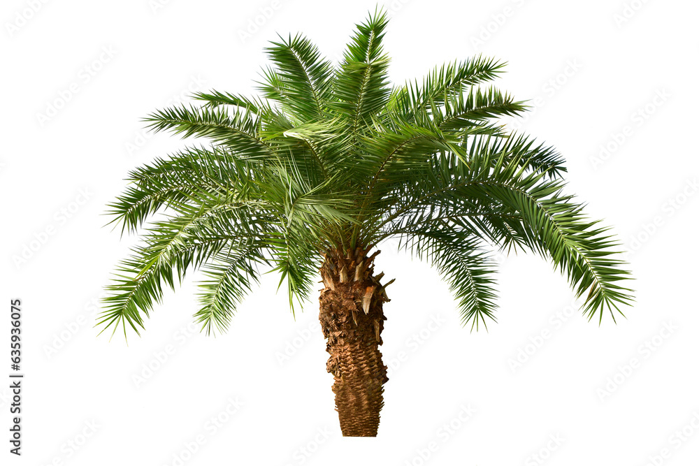 Obraz premium Palm Tree Isolated On White Background.