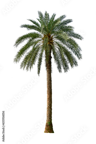 Palm Tree Isolated On White Background.