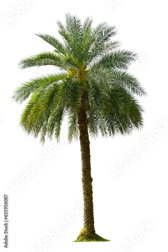Palm Tree Isolated On White Background.