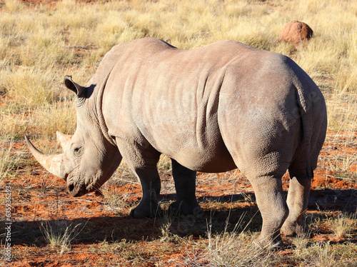 White Rhino, Bagatelle Kalahari Game Ranch, Namibia, Africa photo