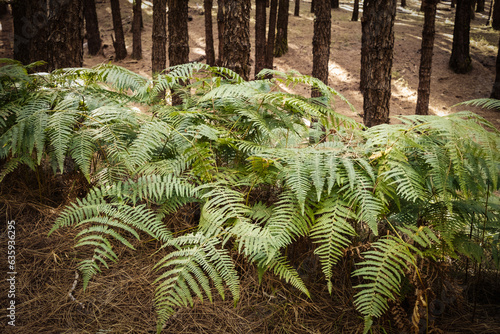 Ferns illuminated by sunbeams at sunset in the forest. Las Lagunetas Forest Tenerife, Canary Islands, Spain photo