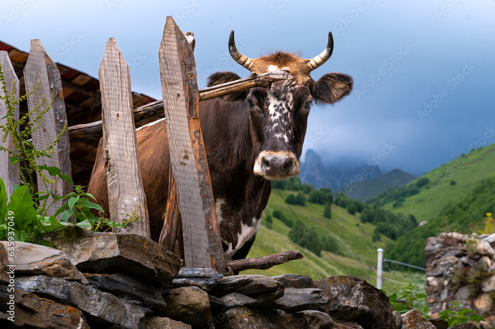 © robertharding - A local cow in a remote village nestled into the Caucasus mountains, Svaneti, Georgia, Central Asia, Asia