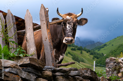 A local cow in a remote village nestled into the Caucasus mountains, Svaneti, Georgia, Central Asia, Asia photo