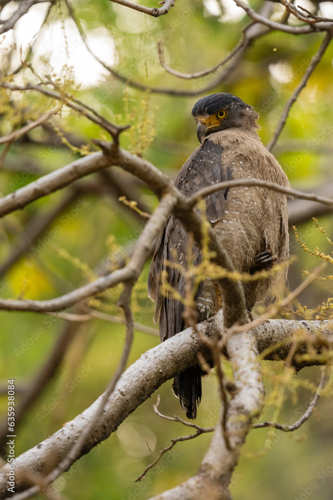 Crested Serpent-Eagle (Spilornis cheela), Bandhavgarh National Park, Madhya Pradesh, India, Asia Crested Serpent-Eagle (Spilornis cheela), Bandhavgarh National Park, Madhya Pradesh, India, Asia