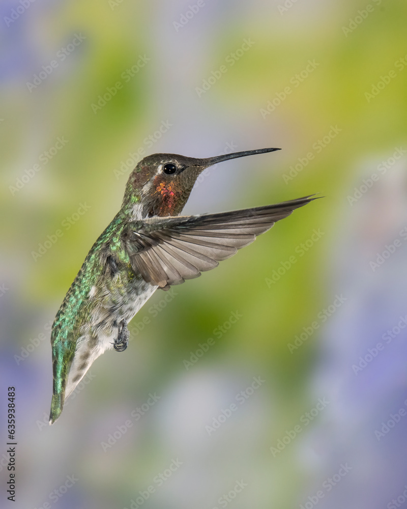 Fototapeta premium Male Anna's Hummingbird in Flight