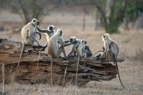 Common Langur (Semnopithecus Entellus), Bandhavgarh National Park, Madhya Pradesh, India, Asia photo