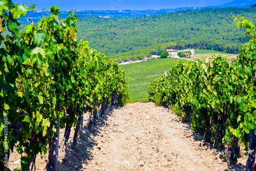 Vineyard, Strada in Chianti, Tuscany, Italy photo