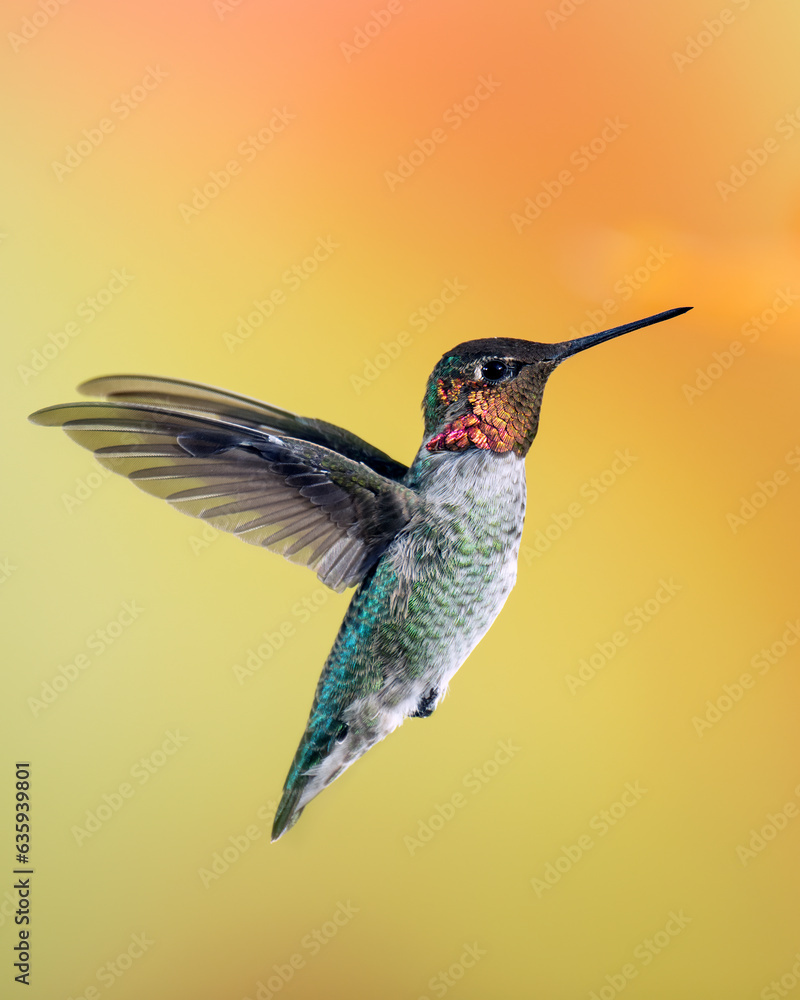 Fototapeta premium Male Anna's Hummingbird in Flight