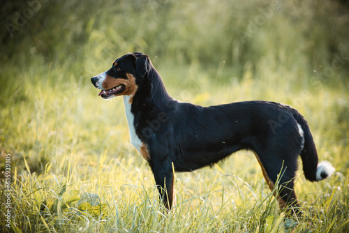 Appenzeller Sennenhund photo