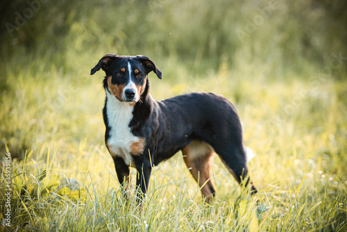 Appenzeller Sennenhund