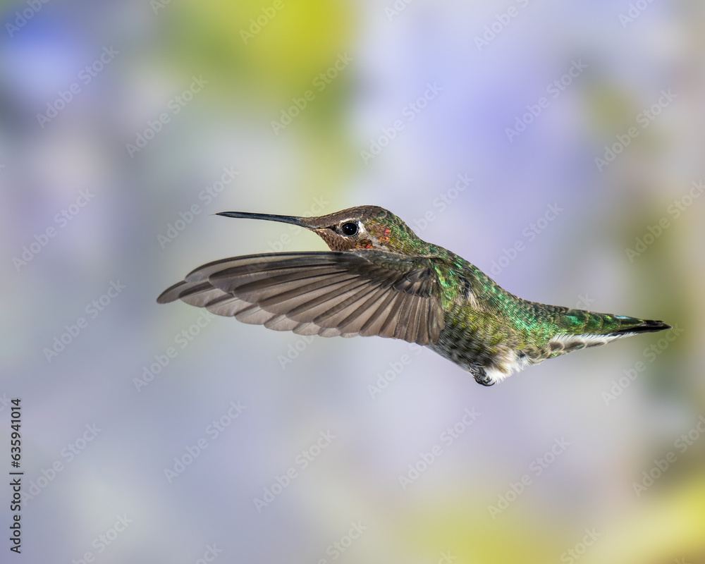 Fototapeta premium Male Anna's Hummingbird in Flight