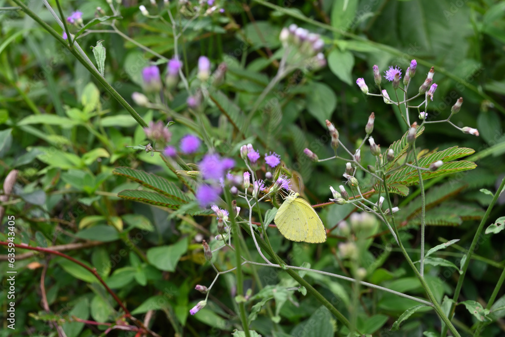 A Common Grass Yellow butterfly collecting nectar from a Little Ironweed flower A Common Grass Yellow butterfly collecting nectar from a Little Ironweed flower