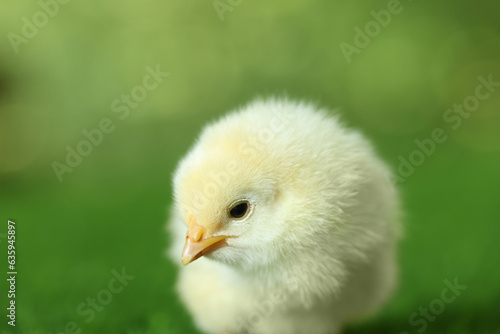 Cute chick on blurred background, closeup. Baby animal