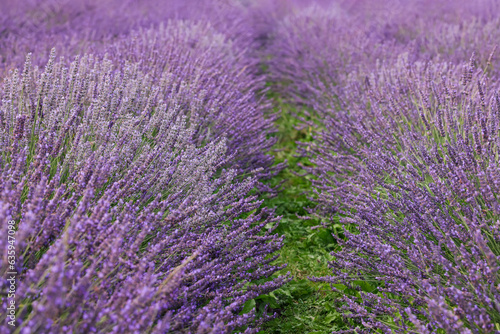 View of beautiful blooming lavender growing in field