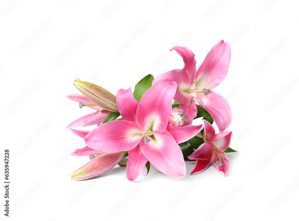 Beautiful pink lily flowers isolated on white