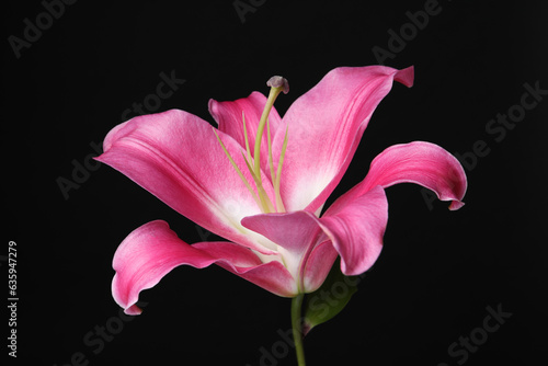 Beautiful pink lily flower on black background, closeup