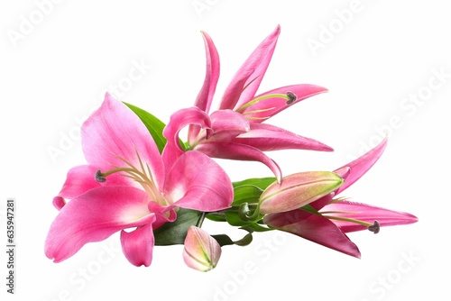 Beautiful pink lily flowers isolated on white