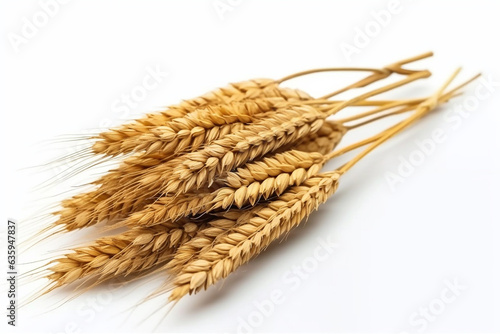 Dry wheat ears of rice isolate on white background