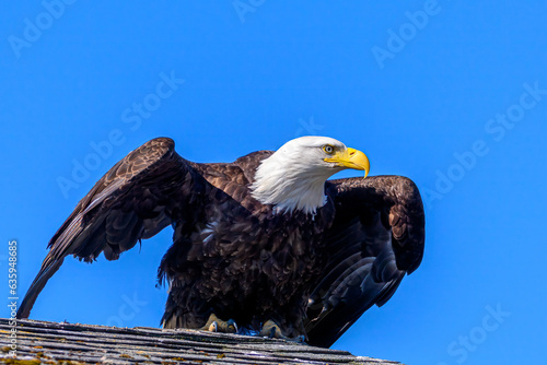 A Bald Eagle Preparing to Take Flight