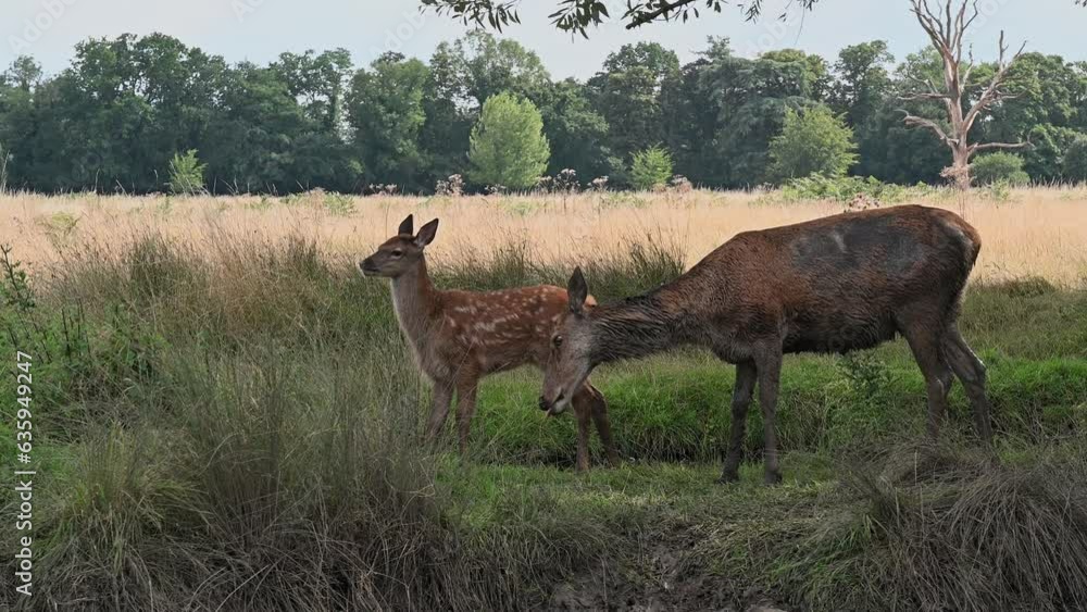 Fallow deer Mother preening her fawn Fallow deer Mother preening her fawn