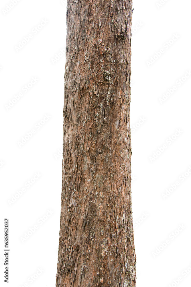 Fototapeta premium Pine Tree Trunks Isolated On White Background.
