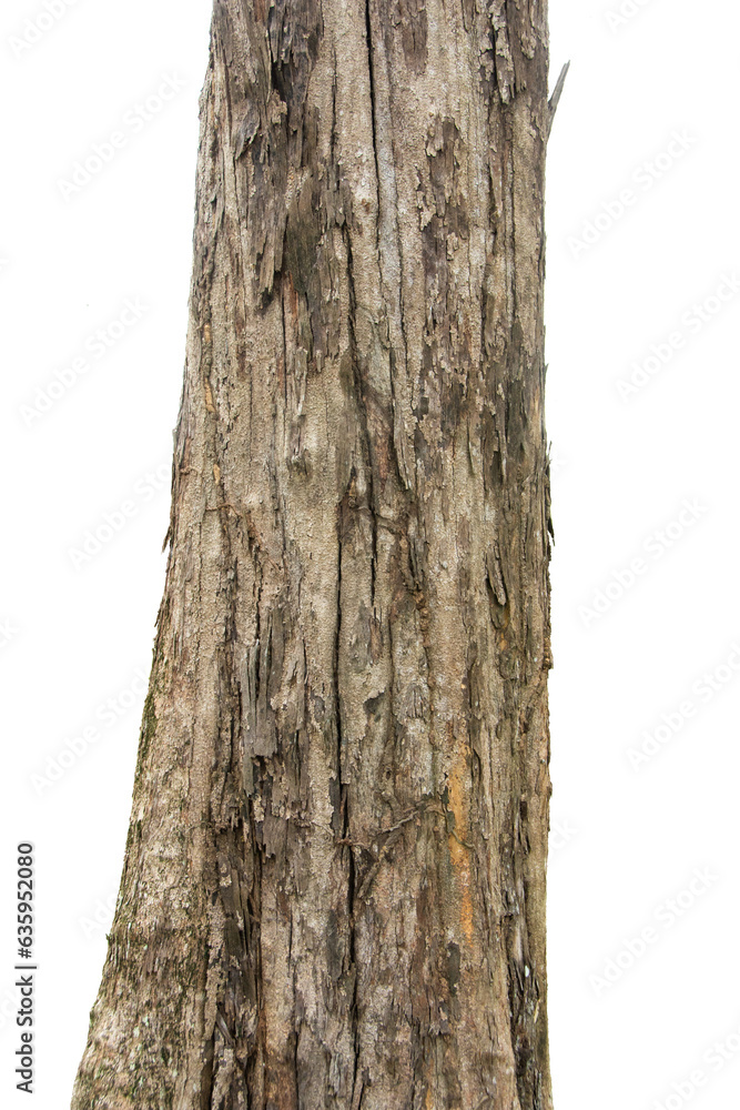 Pine Tree Trunks Isolated On White Background. Pine Tree Trunks Isolated On White Background.