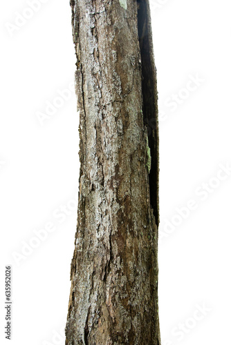 Pine Tree Trunks Isolated On White Background.