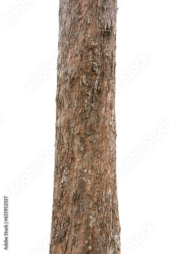 Pine Tree Trunks Isolated On White Background.