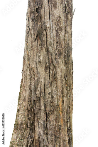 Pine Tree Trunks Isolated On White Background.