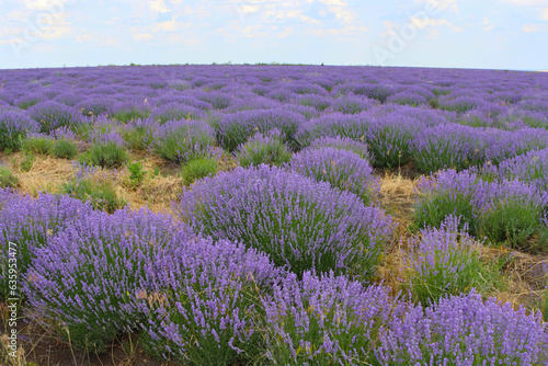 Beautiful lavender field  Moldova