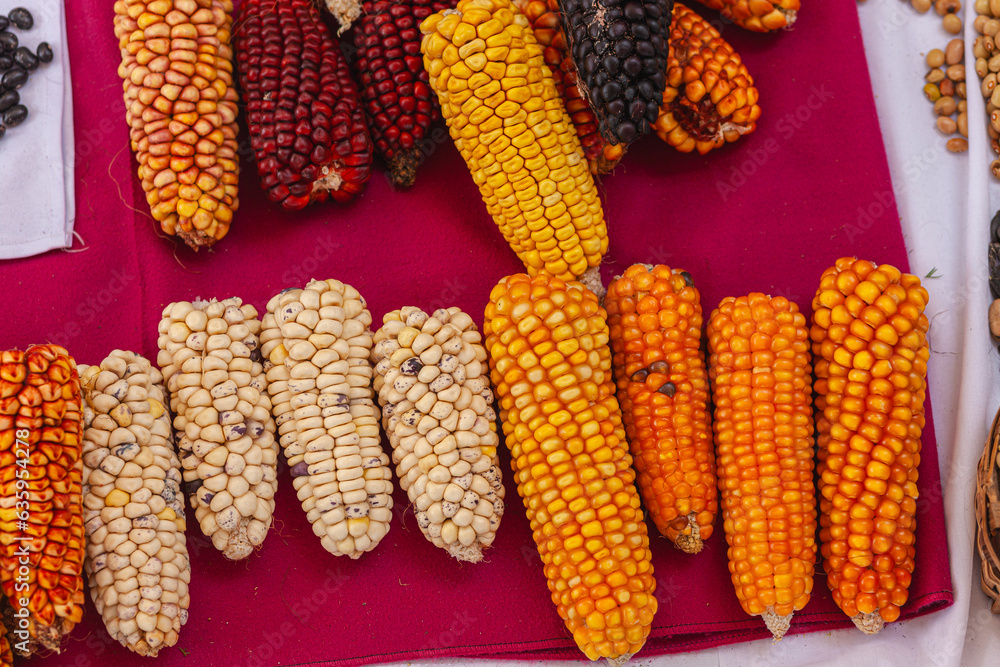 Festival de granos y diferentes variedades de legumbres donde destaca el maíz en sus diferentes variedades cosechadas de forma tradicional y ecológica en Cotacachi, Imbabura, Ecuador, Sudamerica.