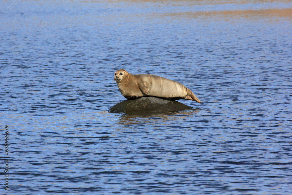 Fototapeta premium phoque barbu sur le rocher