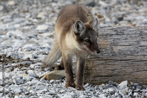 jeune renard arctique