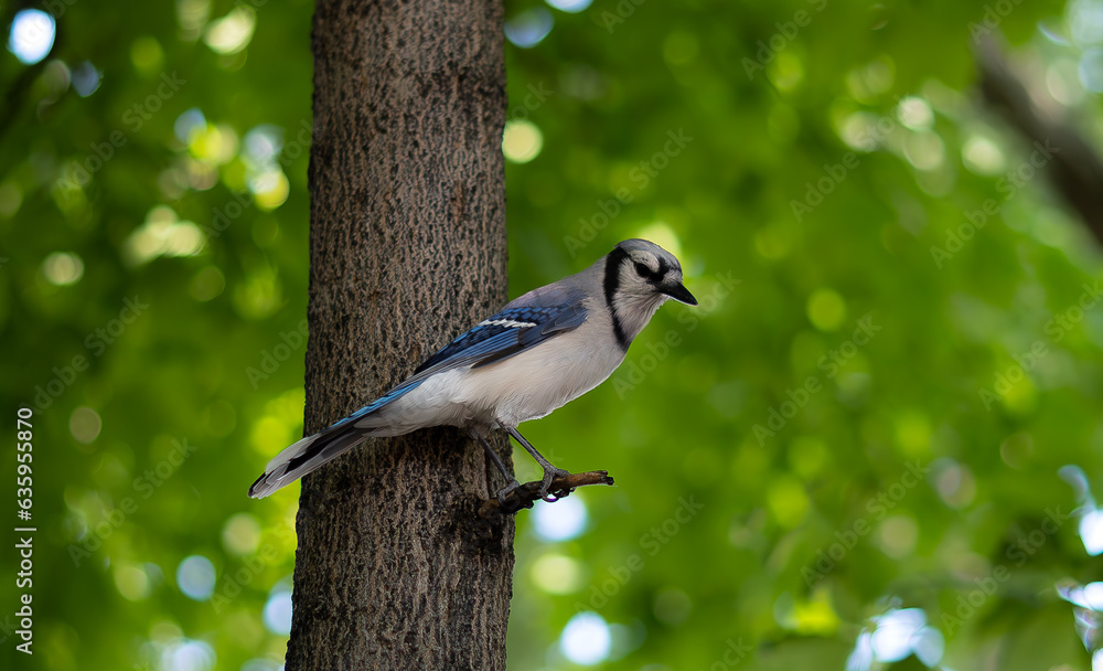 Obraz premium bird on a tree