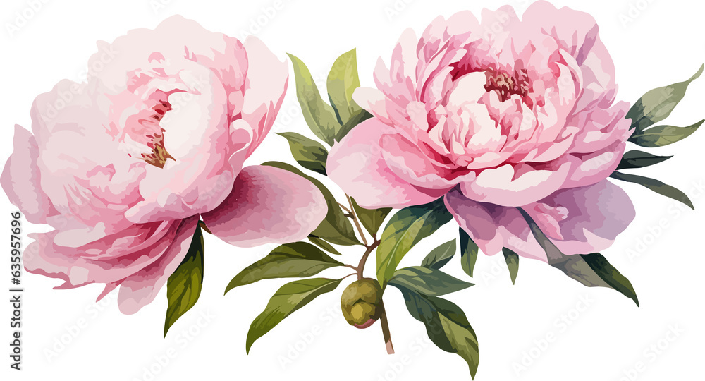 Watercolor peony flowers clipart
