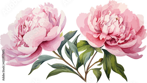 Watercolor peony flowers clipart