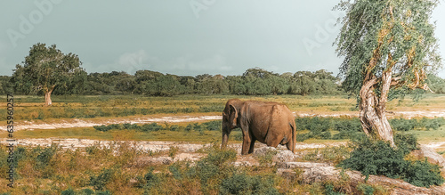 Photography Wildlife safari