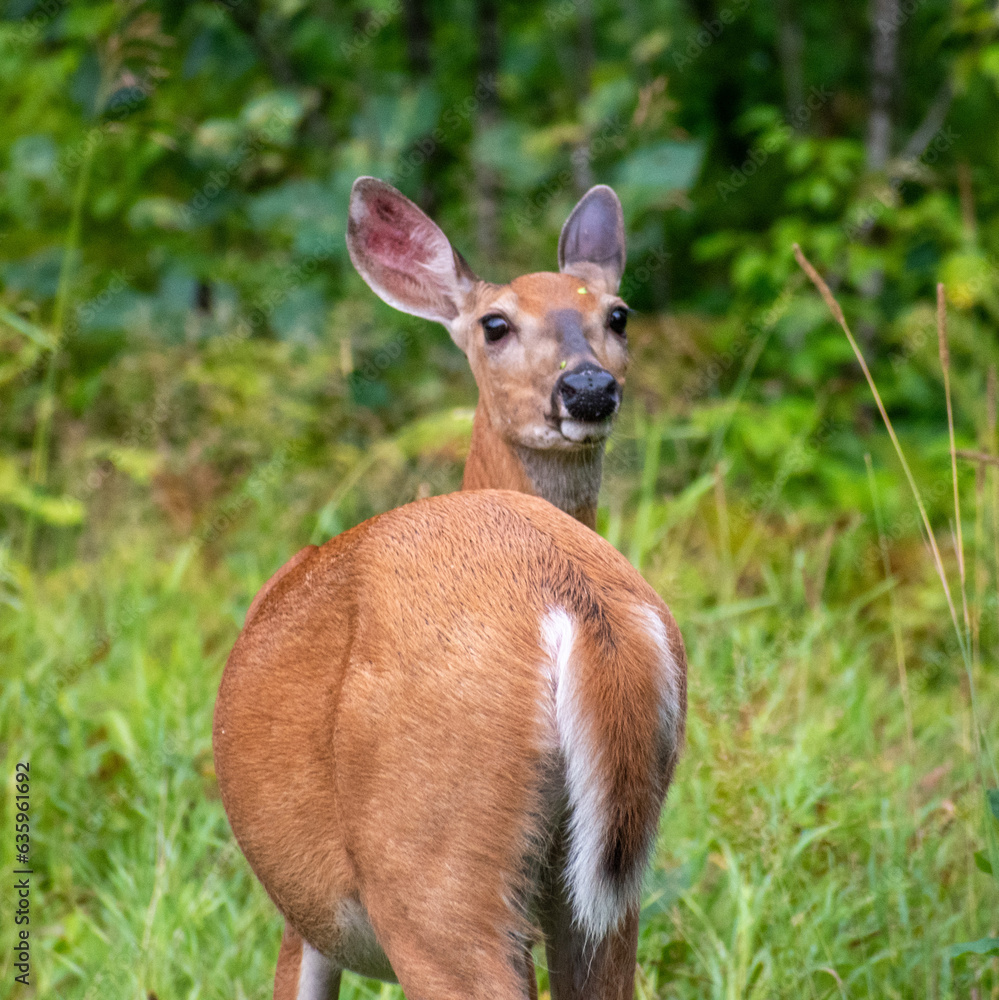 deer in the woods deer in the woods
