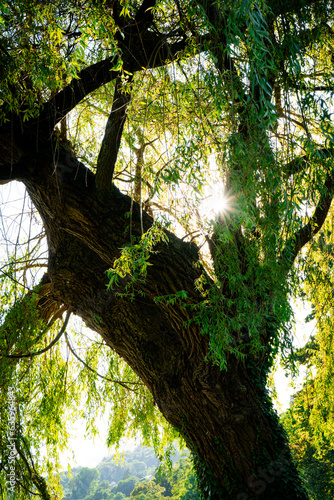 Sonne scheint durch Baum