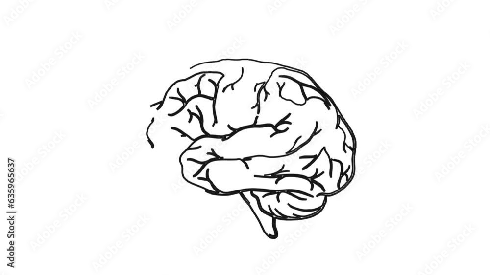 human brain white board doodle medical science animation human brain white board doodle medical science animation