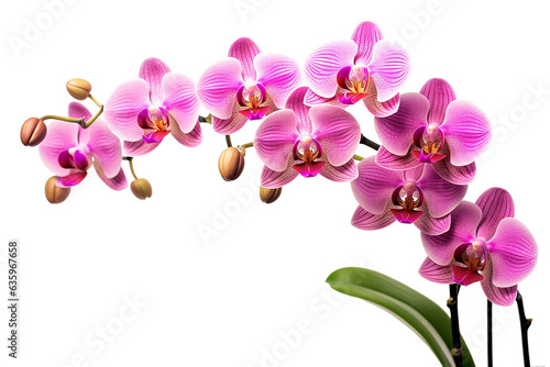 Orchid on pot isolate on white background.