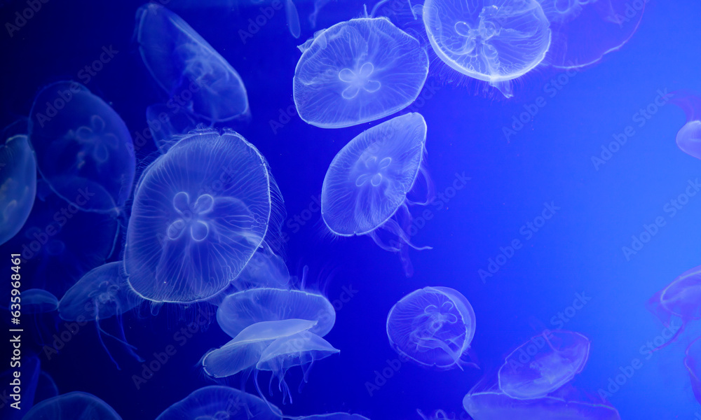 Jellyfish in blue background Jellyfish in blue background