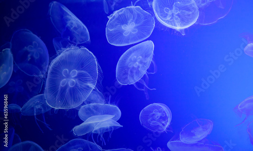 Jellyfish in blue background © celiafoto