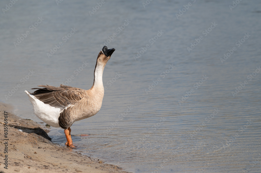 Swan goose stand on the shore and seek something to eat.Selective focus. Swan goose stand on the shore and seek something to eat.Selective focus.