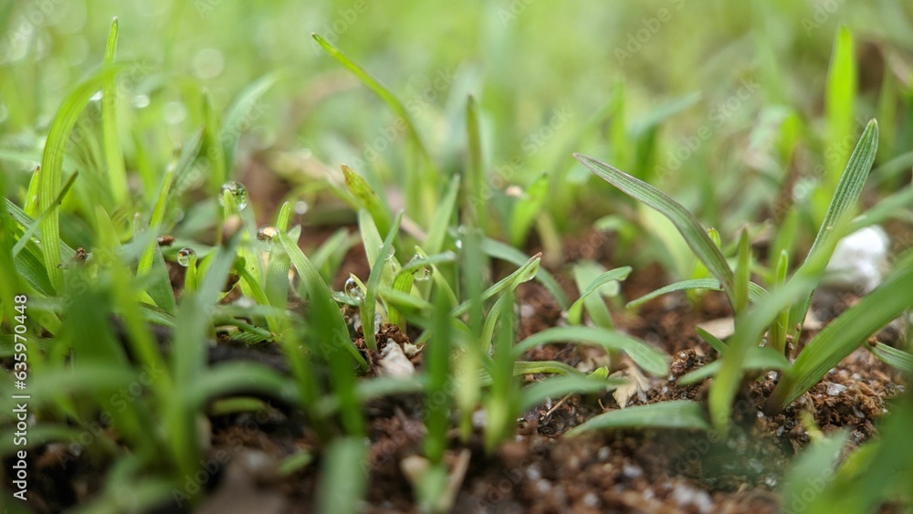 Macro shot of lush, green grass growing in the sun-filled environment