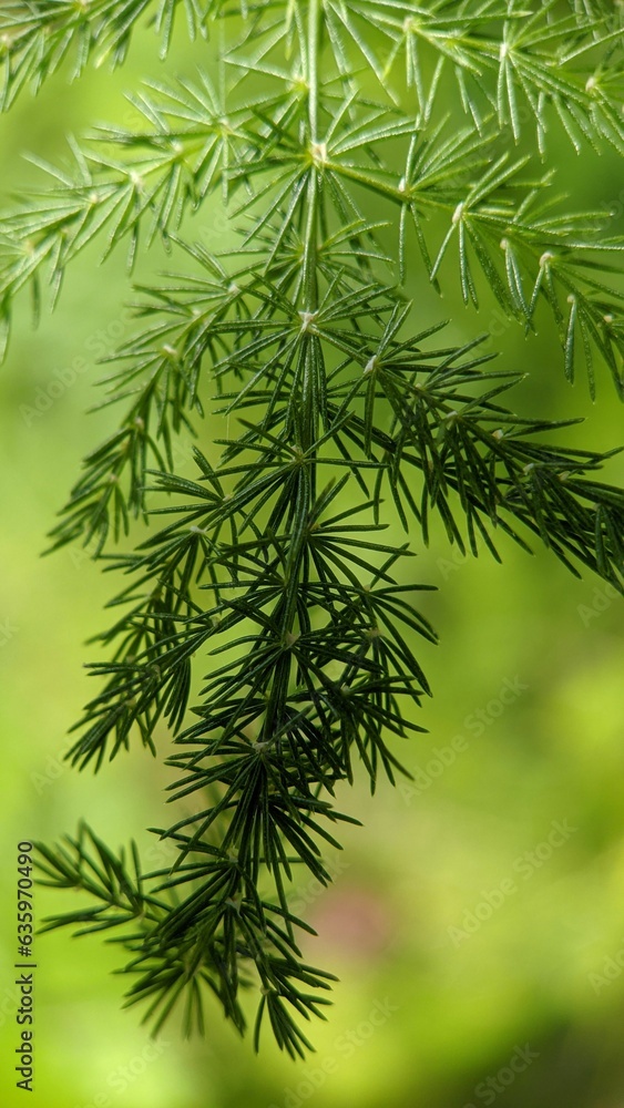 Macro shot of a cluster of pine needles against a soft, blurry green background Macro shot of a cluster of pine needles against a soft, blurry green background