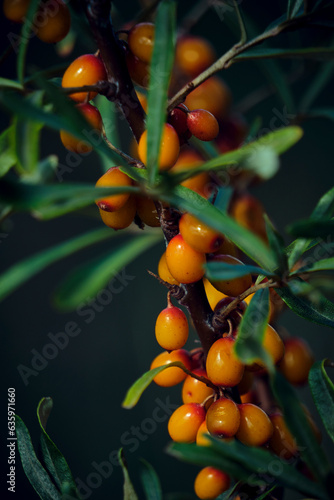 Foto Branch with sea buckthorn in closeup